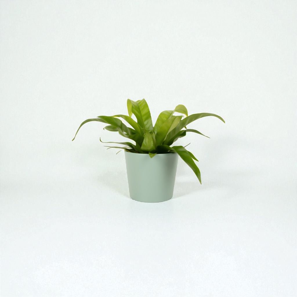 Asplenium Antiquum Pot Plant