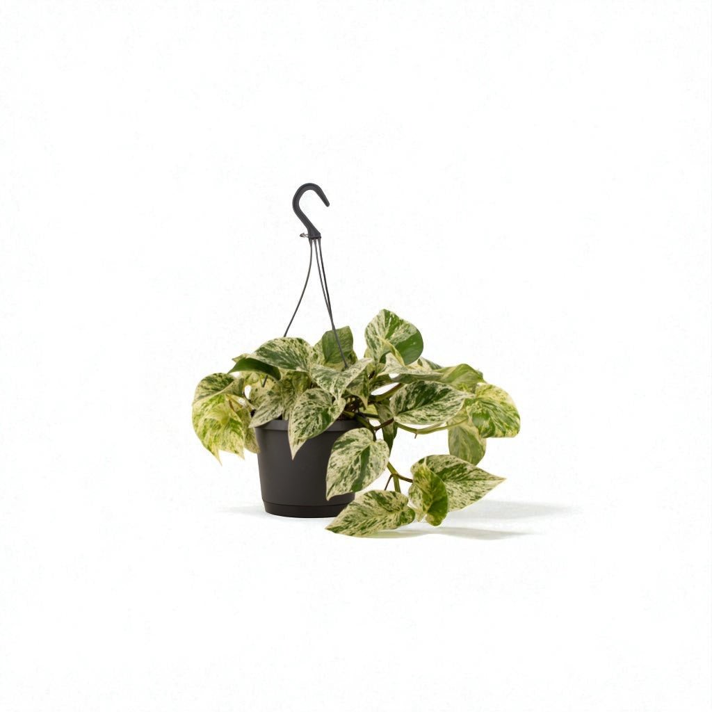 Marble Queen (Epipremnum aureum) Hanging Pot Plant - Forgetmenot