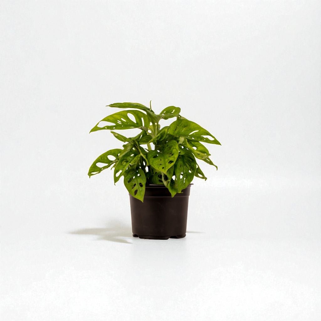 Monstera Monkey Mask Pot Plant