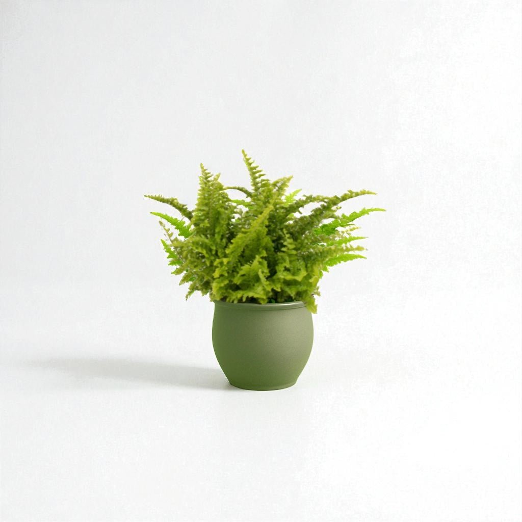 Nephrolepis Fluffy Ruffles Pot Plant