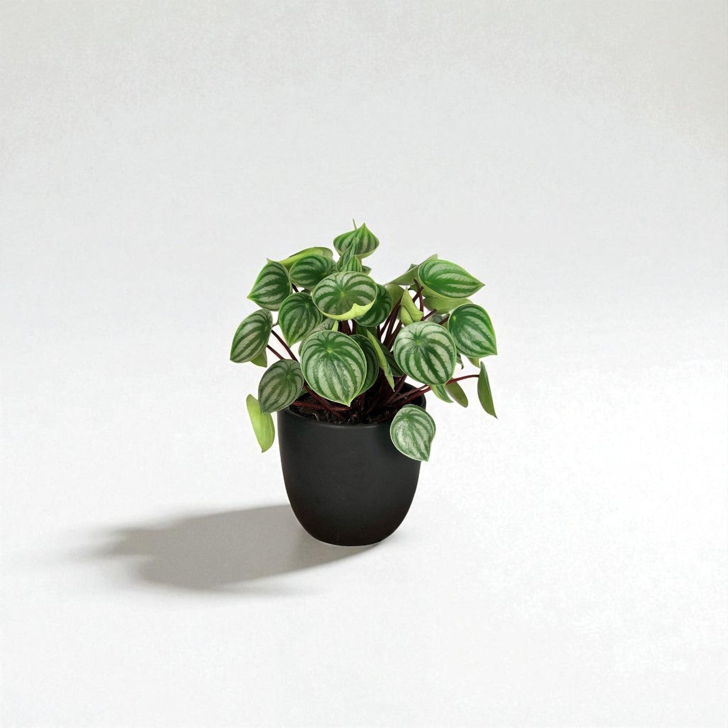 Peperomia Mini Watermelon (Peperomia Argyreia) Pot Plant - Forgetmenot