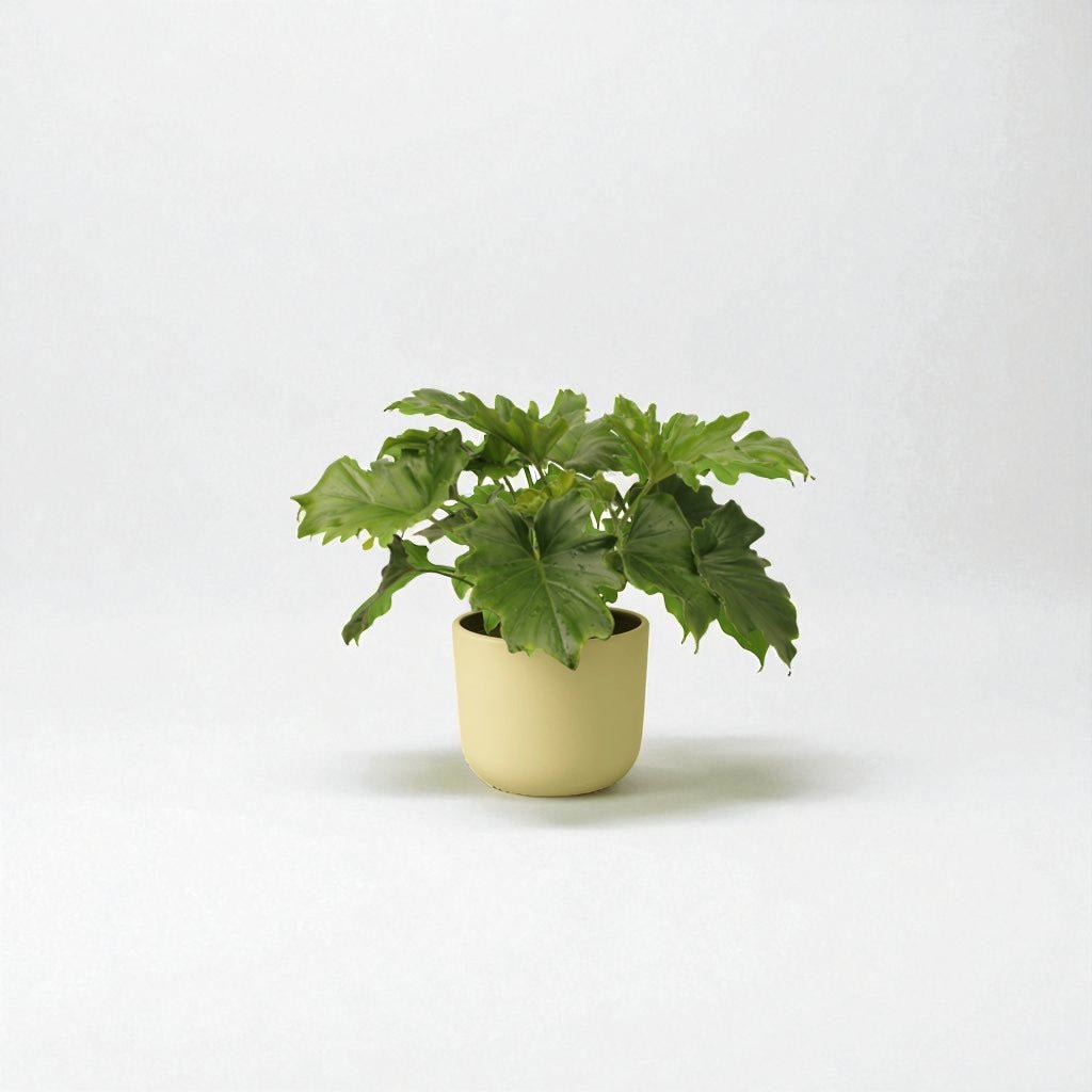 Philodendron Hope Pot Plant - Forgetmenot