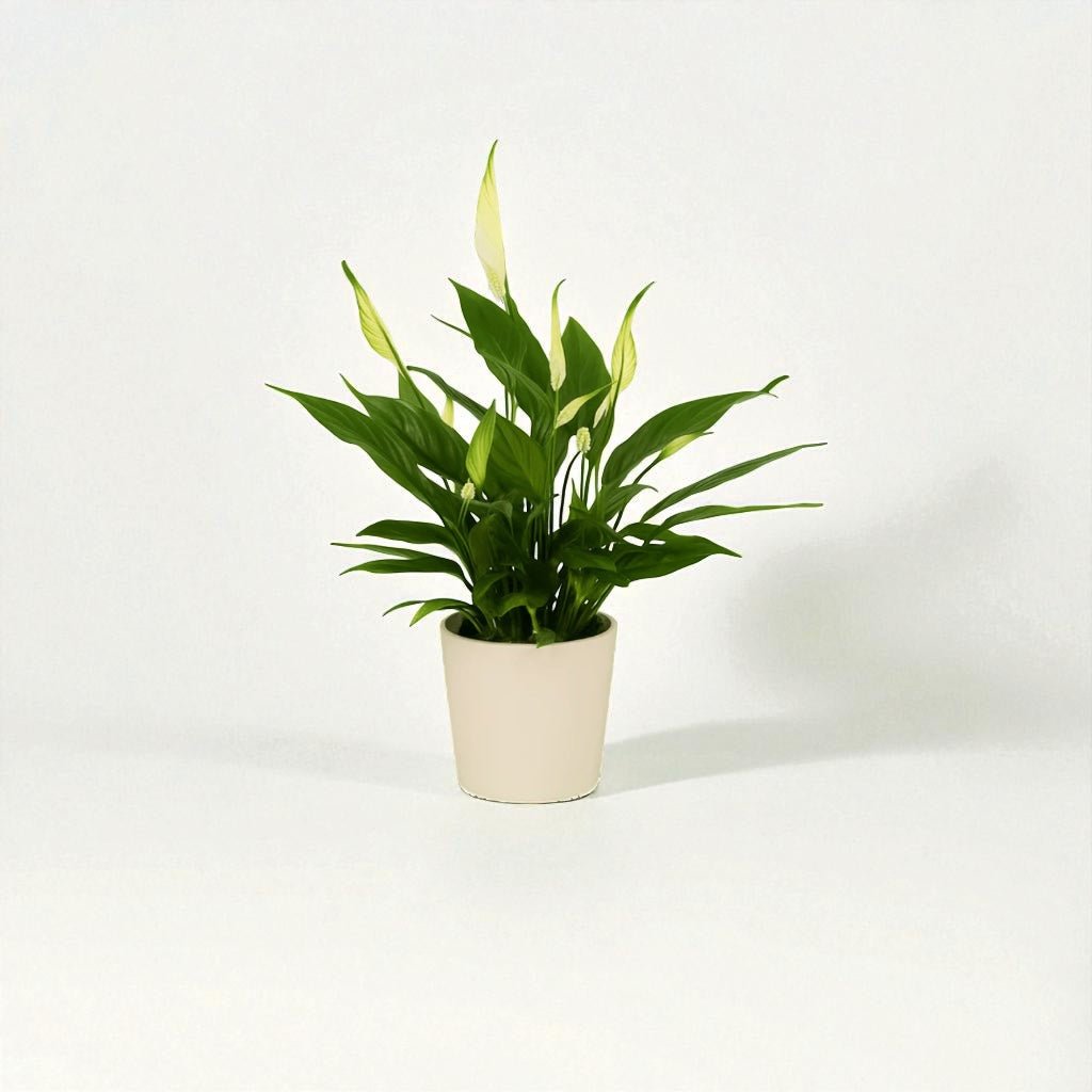 Spathiphyllum Sunshine Girl Pot Plant