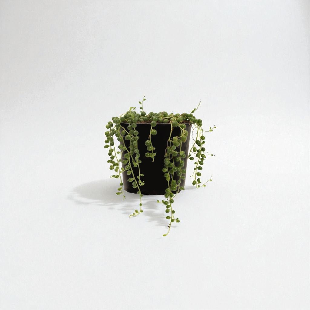 String of Pearls (Senecio rowleyanus) Pot Plant