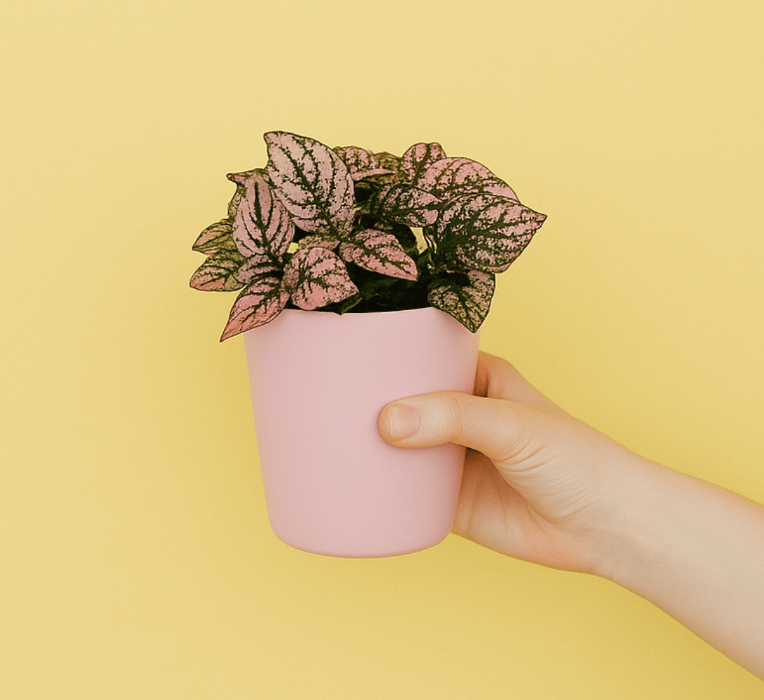 Pots & Plants