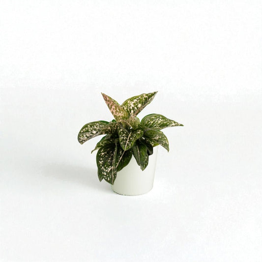 Aglaonema Tom's Pride Pot Plant - Forgetmenot