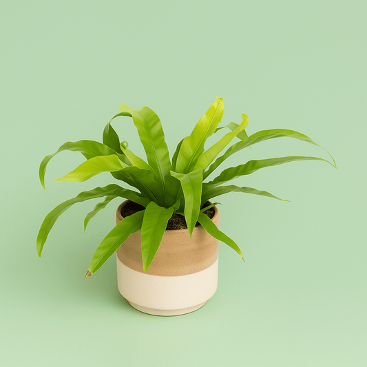 Asplenium Antiquum Pot Plant - Forgetmenot