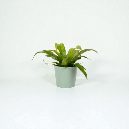 Asplenium Antiquum Pot Plant - Forgetmenot