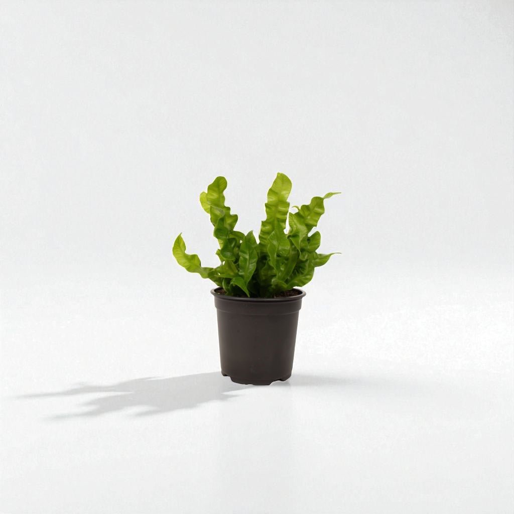 Asplenium Crispy Wave Pot Plant - Forgetmenot