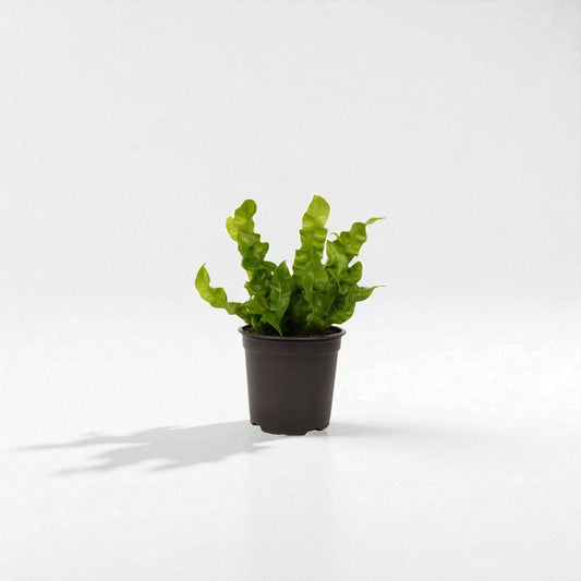 Asplenium Crispy Wave Pot Plant - Forgetmenot