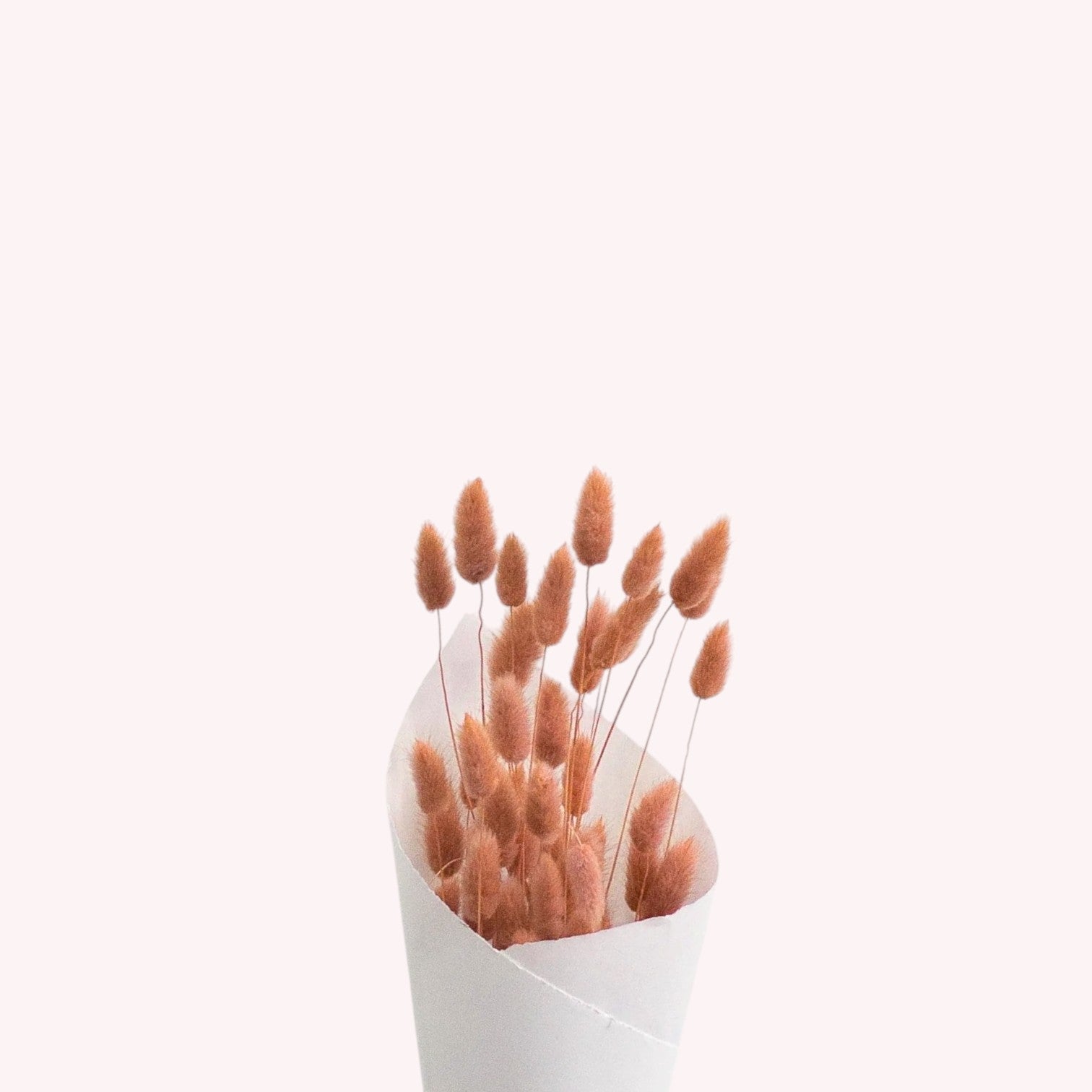 Dried Bunny's Tails