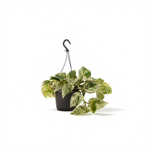 Marble Queen (Epipremnum aureum) Hanging Pot Plant - Forgetmenot