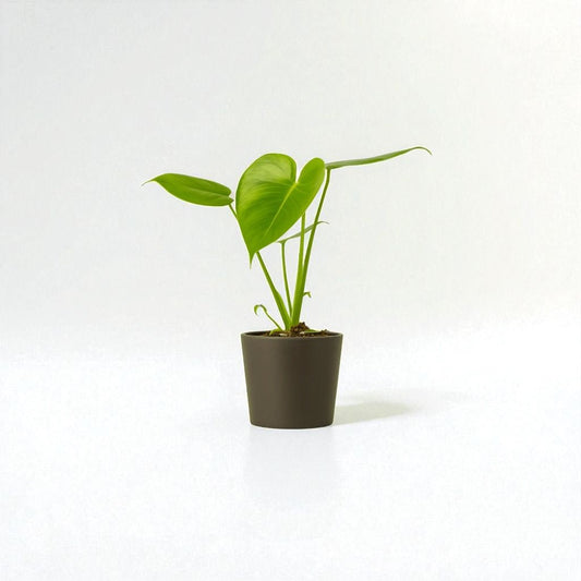 Monstera Deliciosa Pot Plant - Forgetmenot