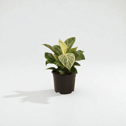 Philodendron Birkin Pot Plant - Forgetmenot