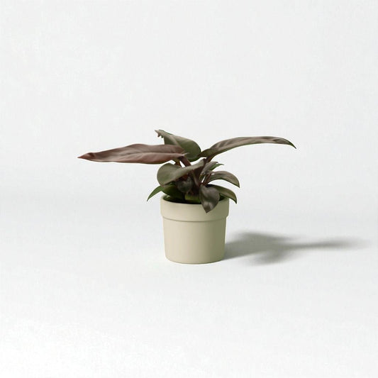 Philodendron Black Cardinal Pot Plant - Forgetmenot