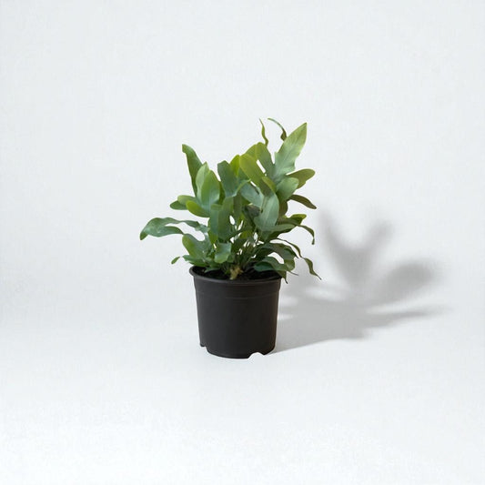 Phlebodium Blue Star Fern Pot Plant - Forgetmenot
