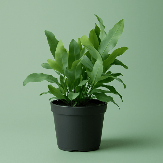 Phlebodium Blue Star Fern Pot Plant - Forgetmenot