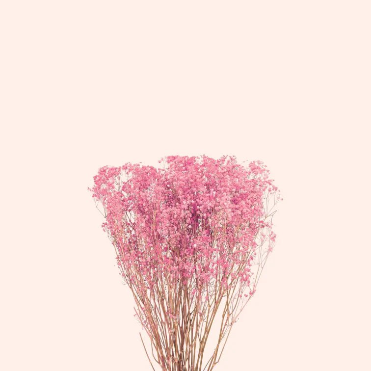 Preserved Baby's Breath (Gyp) - Forgetmenot