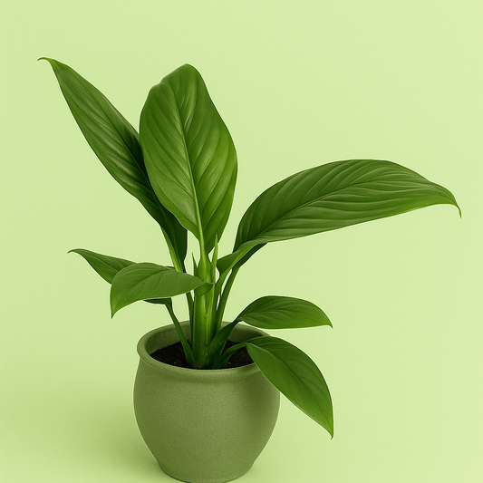 Spathiphyllum Sensation Pot Plant - Forgetmenot