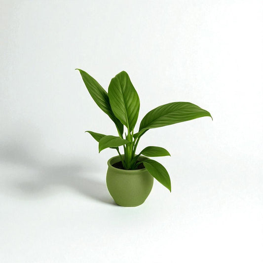 Spathiphyllum Sensation Pot Plant - Forgetmenot