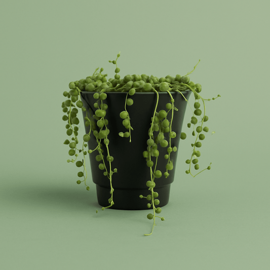 String of Pearls (Senecio rowleyanus) Pot Plant - Forgetmenot